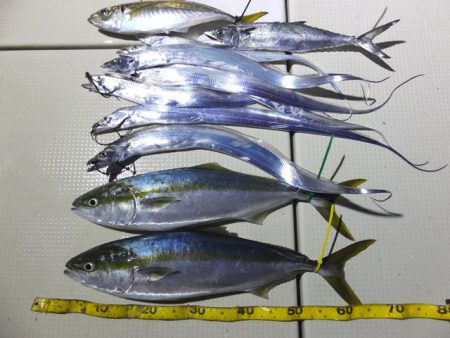 Hit Rush(ヒット ラッシュ） 釣果…