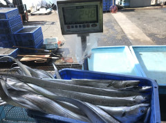 釣船 浦島太郎 釣果