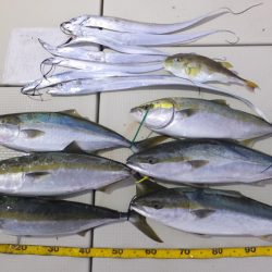 Hit Rush(ヒット ラッシュ） 釣果