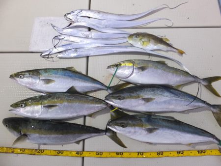 Hit Rush(ヒット ラッシュ） 釣果…