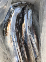 釣船 浦島太郎 釣果