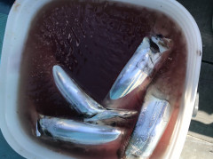 釣船 浦島太郎 釣果