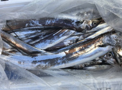 釣船 浦島太郎 釣果