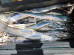 釣船 浦島太郎 釣果