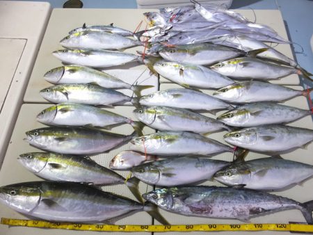 Hit Rush(ヒット ラッシュ） 釣果…