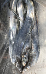 釣船 浦島太郎 釣果