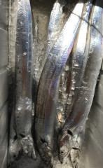 釣船 浦島太郎 釣果