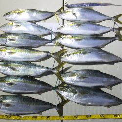 Hit Rush(ヒット ラッシュ） 釣果