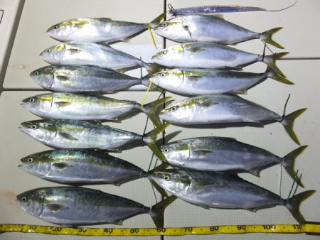 Hit Rush(ヒット ラッシュ） 釣果…