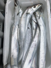 釣船 浦島太郎 釣果