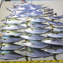 Hit Rush(ヒット ラッシュ) 釣果