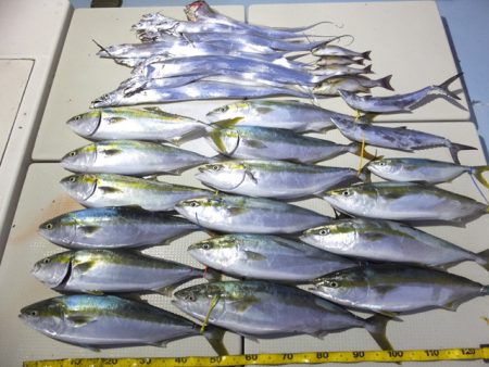 Hit Rush(ヒット ラッシュ） 釣果…