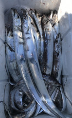 釣船 浦島太郎 釣果