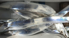 釣船 浦島太郎 釣果