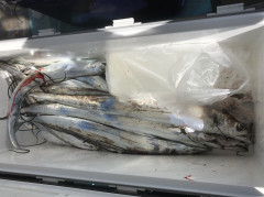 釣船 浦島太郎 釣果