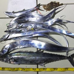 Hit Rush(ヒット ラッシュ） 釣果