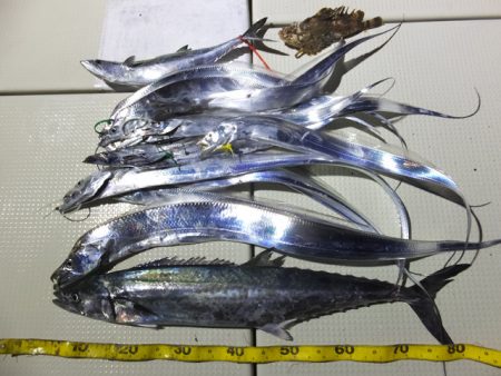 Hit Rush(ヒット ラッシュ） 釣果…