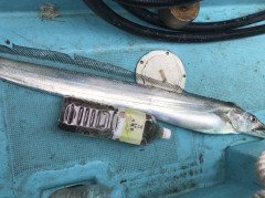 釣船 浦島太郎 釣果