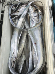 釣船 浦島太郎 釣果