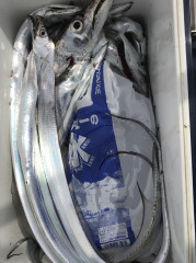 釣船 浦島太郎 釣果