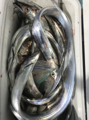 釣船 浦島太郎 釣果