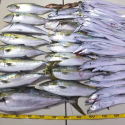 Hit Rush(ヒット ラッシュ) 釣果