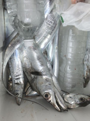 釣船 浦島太郎 釣果