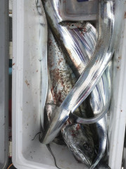 釣船 浦島太郎 釣果