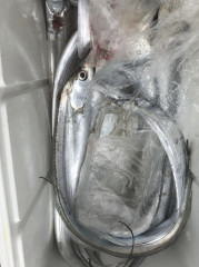 釣船 浦島太郎 釣果