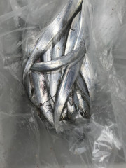 釣船 浦島太郎 釣果