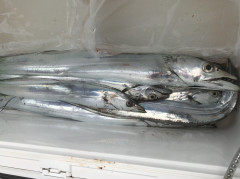 釣船 浦島太郎 釣果