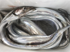 釣船 浦島太郎 釣果