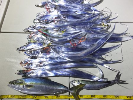 Hit Rush(ヒット ラッシュ） 釣果…