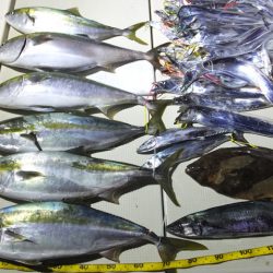 Hit Rush(ヒット ラッシュ) 釣果