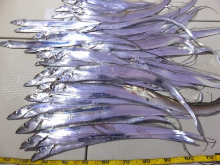 Hit Rush(ヒット ラッシュ） 釣果…