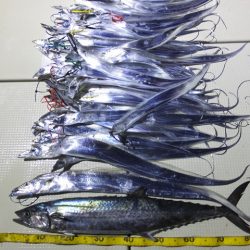 Hit Rush(ヒット ラッシュ） 釣果