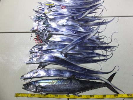 Hit Rush(ヒット ラッシュ） 釣果…