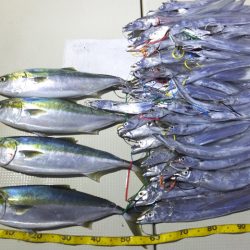 Hit Rush(ヒット ラッシュ) 釣果