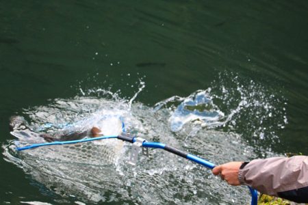 小菅トラウトガーデン 釣果