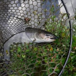 高萩ふれあいの里フィッシングエリア 釣果