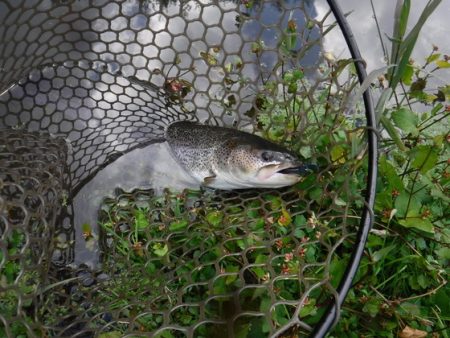 高萩ふれあいの里フィッシングエリア 釣果