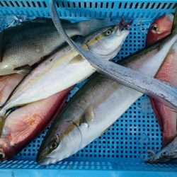 大進丸(新潟) 釣果