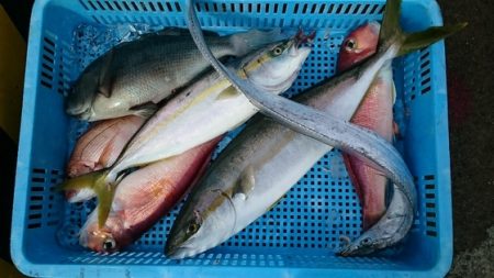 大進丸(新潟) 釣果