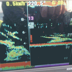 遊漁船ブルーウッズ 釣果