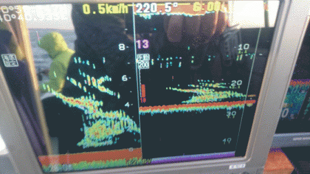 遊漁船ブルーウッズ 釣果