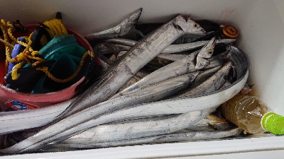 青物気配なし…