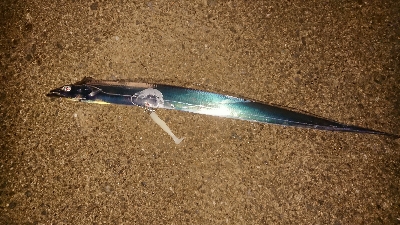 久しぶりのワインド