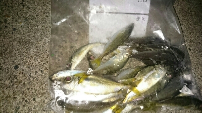 アジング&エギング