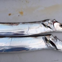 コスモ いまいち