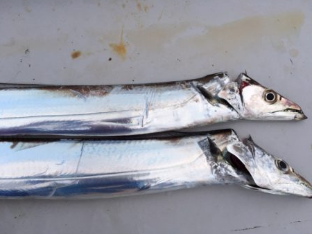 コスモ　いまいち